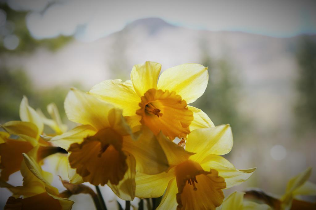 Airlie House Self Catering Βίλα Strathyre Εξωτερικό φωτογραφία